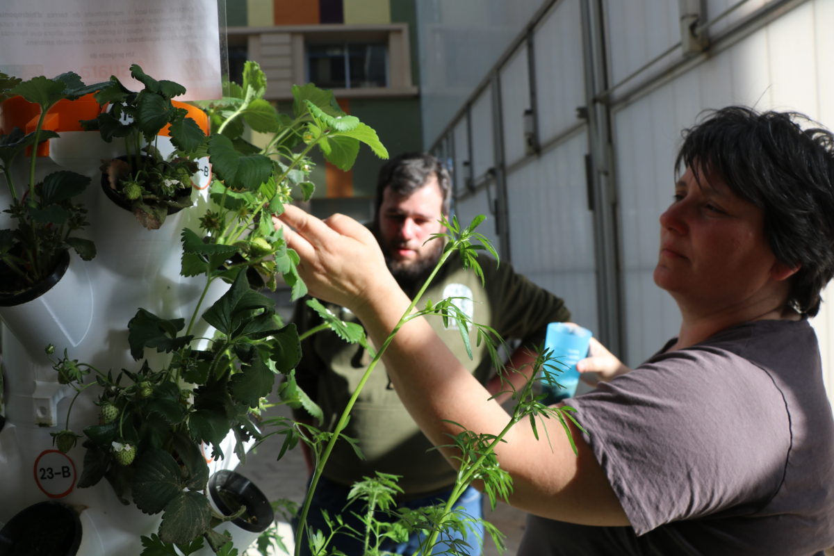 Dos de les persones treballadores en els pisos de Lleida supervisen l'hort vertiical